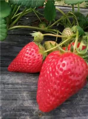 浙江红颜草莓苗、红颜草莓苗采购需知