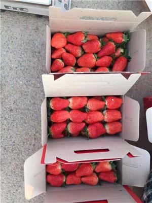 上海妙香7号草莓苗、妙香7号草莓苗种植之乡