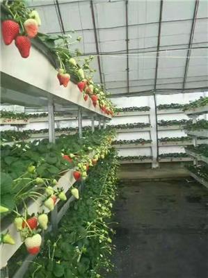 海南地栽草莓苗、地栽草莓苗单株产量