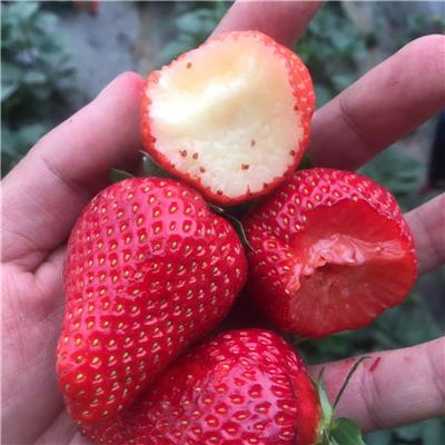 内蒙古草莓苗、草莓苗新闻信息