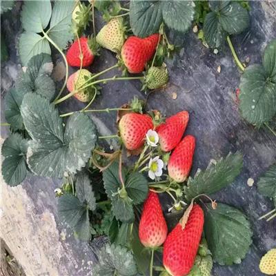 四川红颜草莓苗、红颜草莓苗春季管理技术