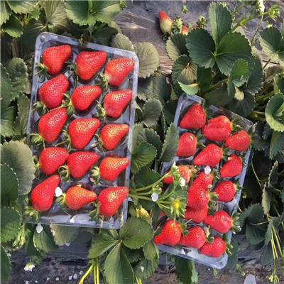 内蒙古圣诞红草莓苗、圣诞红草莓苗价格是多少