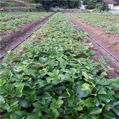 重庆草莓苗、草莓苗夏季管理技术