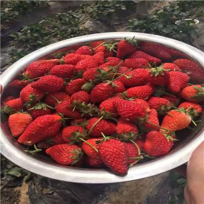 江苏淡雪草莓苗、淡雪草莓苗价格行情