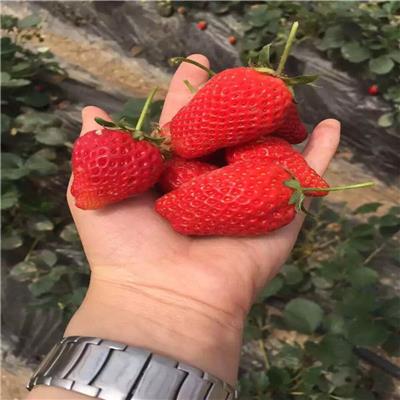 陕西桃熏香草莓苗、桃熏香草莓苗正确管理方法