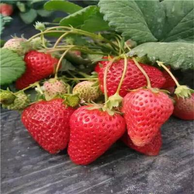 湖北地栽草莓苗、地栽草莓苗详细介绍