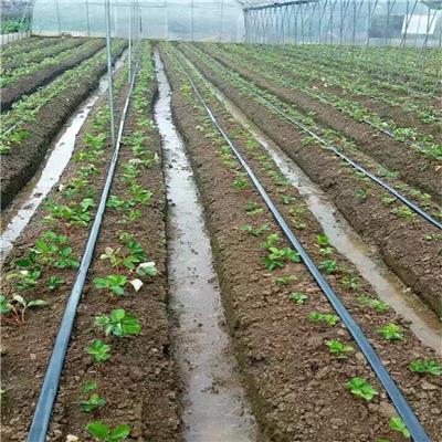 江西地栽草莓苗、地栽草莓苗生产厂家