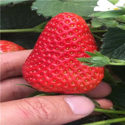 宁夏桃熏香草莓苗、桃熏香草莓苗种植之乡