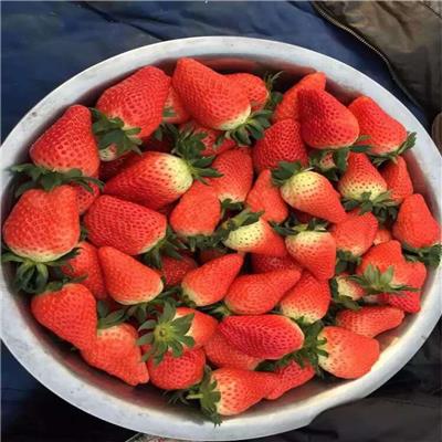 北京章姬草莓苗、章姬草莓苗价格是多少