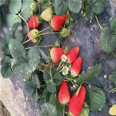 江西京藏香草莓苗、京藏香草莓苗前景情况