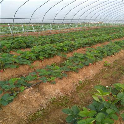 江苏地栽草莓苗、地栽草莓苗价格及图片