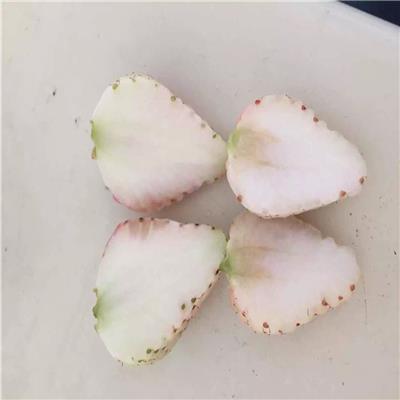 安徽淡雪草莓苗、淡雪草莓苗视频
