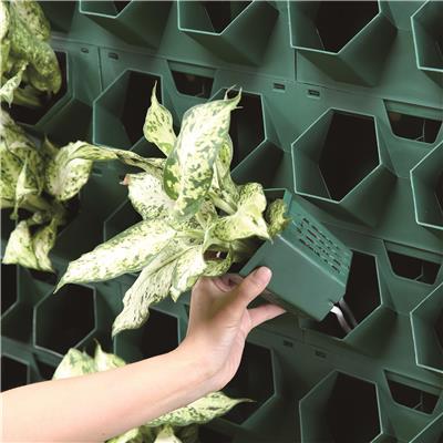 东莞植物墙容器定制 绿植工程