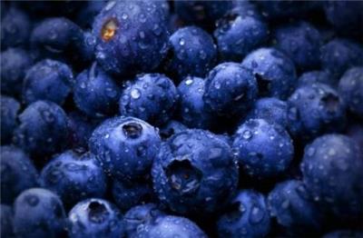 加拿大蓝莓进口清关公司巨晖服务很靠谱