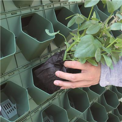 定制植物墙容器定制 绿植盒