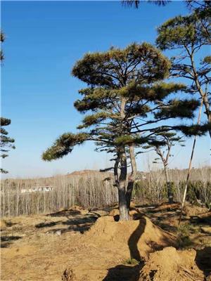 松涛园林造型松浅谈松树种植的方法