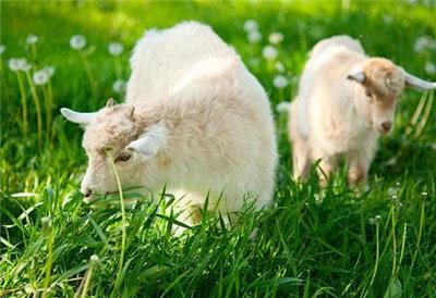 青饲料发酵喂羊，喂羊的发酵饲料注意事项