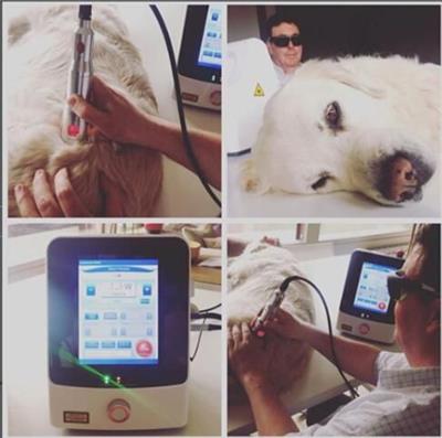 ，宠物激光理疗仪