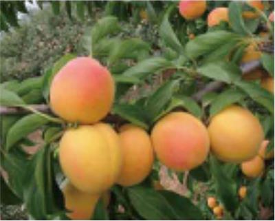 杏树苗什么时候种植合适-杏树苗多少钱一棵