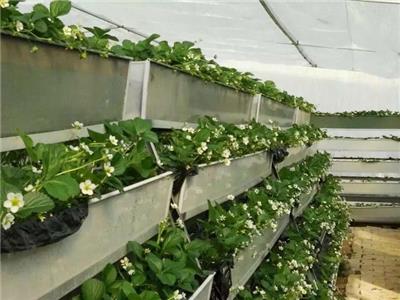 全国加工草莓立体种植槽厂家