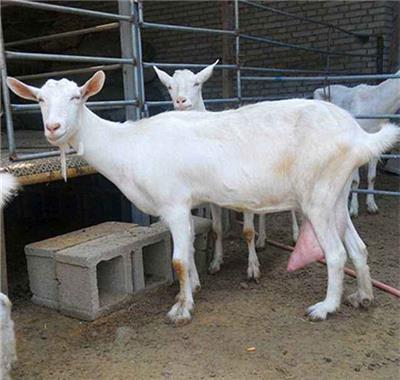 中科特医乳业厂家羊奶粉代加工骆驼奶粉代加工