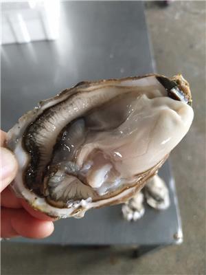齐齐哈尔生蚝牡蛎批发零售