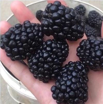 供应黑莓苗 黑莓树苗 黑莓苗种植