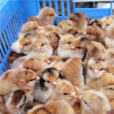 2020年今日贵州安顺K9882鸡苗孵化场养殖技术指导服务