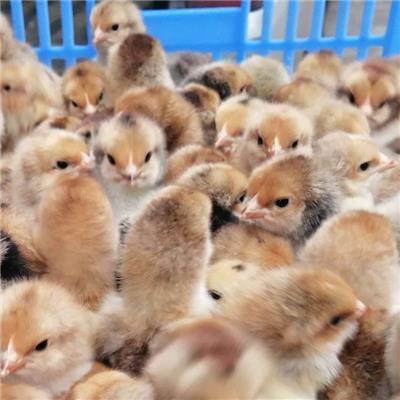 2020年今日贵州凯里K910鸡苗批发市场养殖技术指导服务