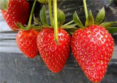 草莓苗价格
