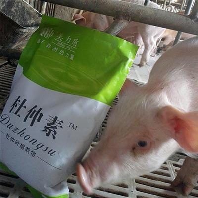 杜仲叶提取物可以促进猪生长