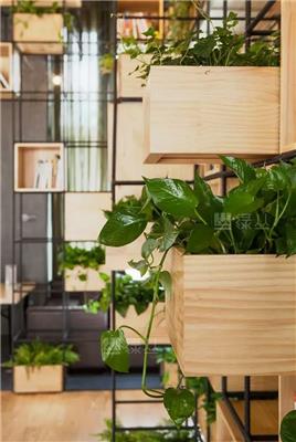 龟背竹北欧风大盆栽室内净化空气吸甲醛植物大型装饰绿植同城配送