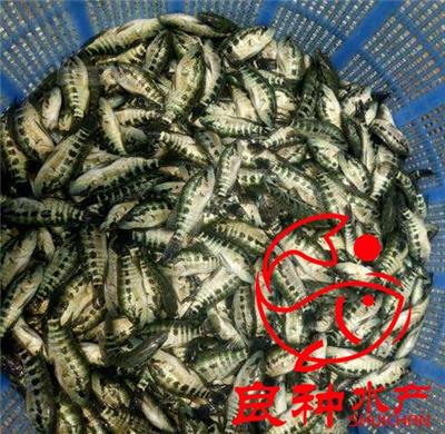 廣東淡水石斑魚苗價格 石斑魚淡水苗 批發