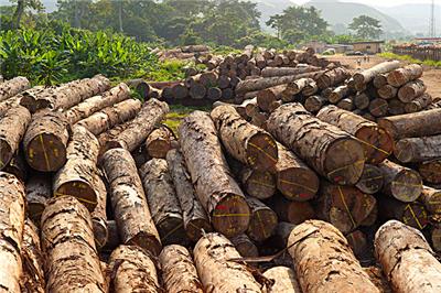 深圳有哪家公司可以报关进口木材
