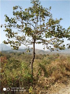 小果甜柿是一种什么植物 甜柿太秋