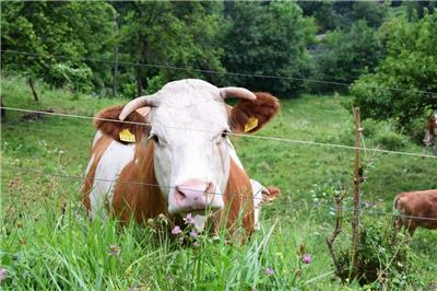 繁殖母牛的常见问题和繁殖母牛适合什么预混料