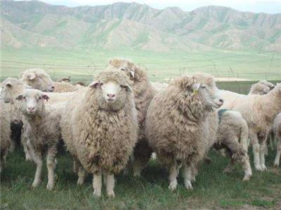 放养羊和圈养羊是怎麽搭配饲料的
