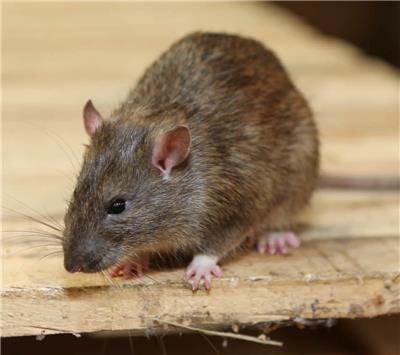 栖霞如何灭老鼠防老鼠方法专业灭鼠公司