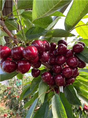 烟台美早大樱桃产地直发，今日下单次日树上摘果发货，确保一个新鲜