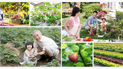 武汉只能在阳台上种绿植吗？也可以种点水果盆栽，好吃好玩也省钱！
