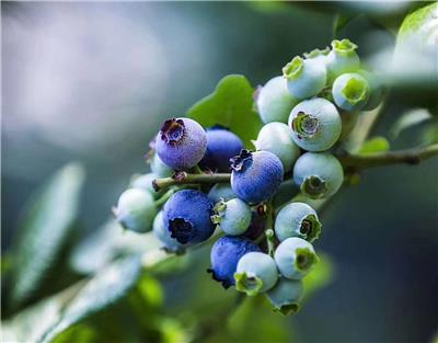 客齐聚水果生鲜供应链 青岛蓝莓