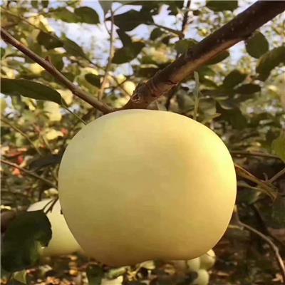 四川晚熟品种的苹果苗