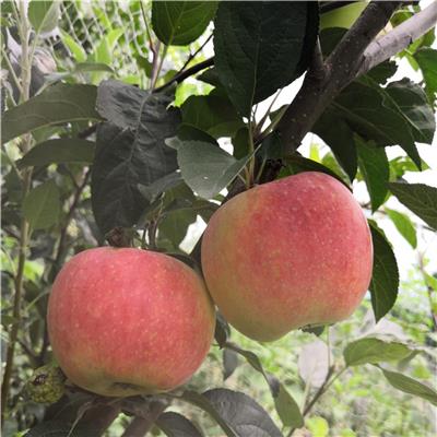 2年的苹果树苗种植基地