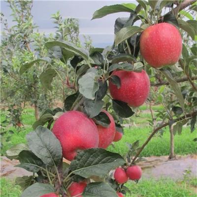 西藏山东苹果苗种植技术
