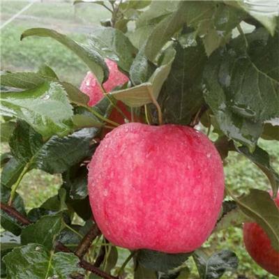 青海苹果苗种植技术