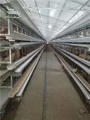 河南中州牧业养殖设备 阶梯鸡笼清粪系统