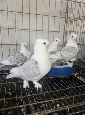 养殖观赏鸽赚钱鸽子养殖方法和技术