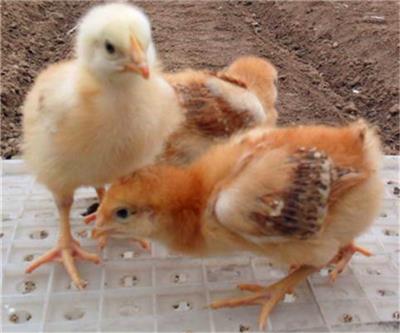 晋城红玉鸡养殖