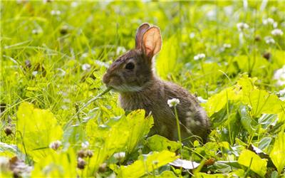 兔子一年繁殖几次 兔子的繁殖周期
