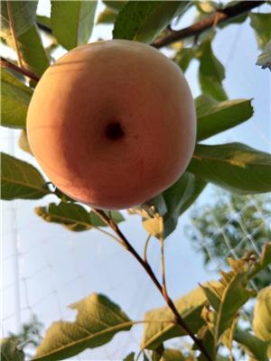 一公分水蜜桃苹果苗拓季苹果苗育苗基地展示